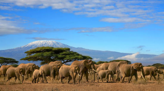 肯尼亚：为大象而奔走