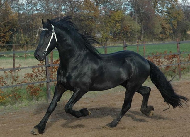 纯血马--世界上速度最快、身体结构最好的马匹